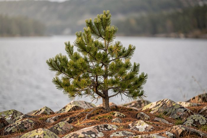 Windward Pines