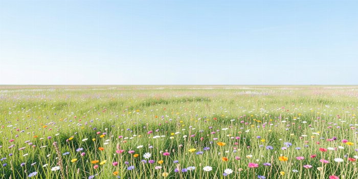 Open Meadow