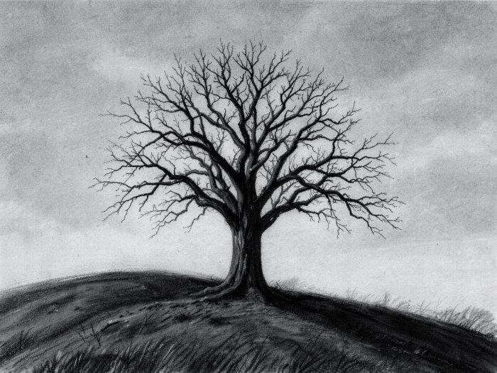 Solitary Oak II