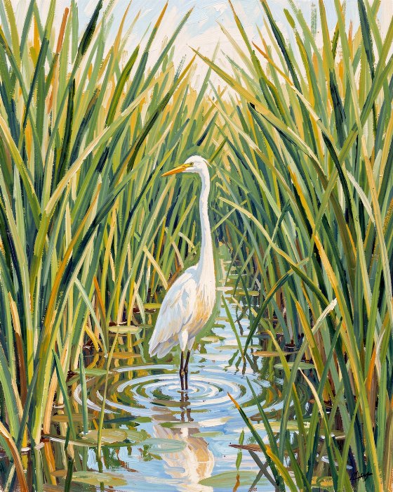 Marsh Egret