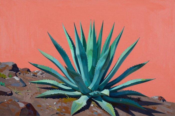 Jade Agave
