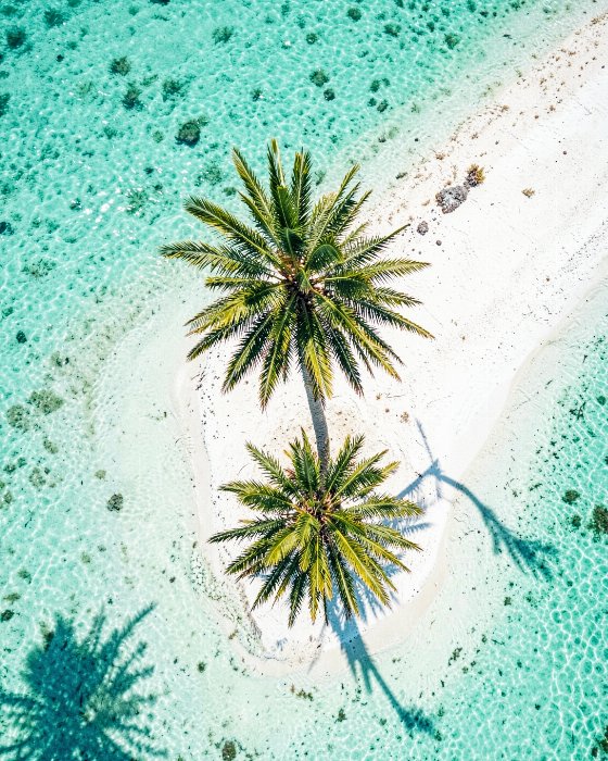 Solitary Palm