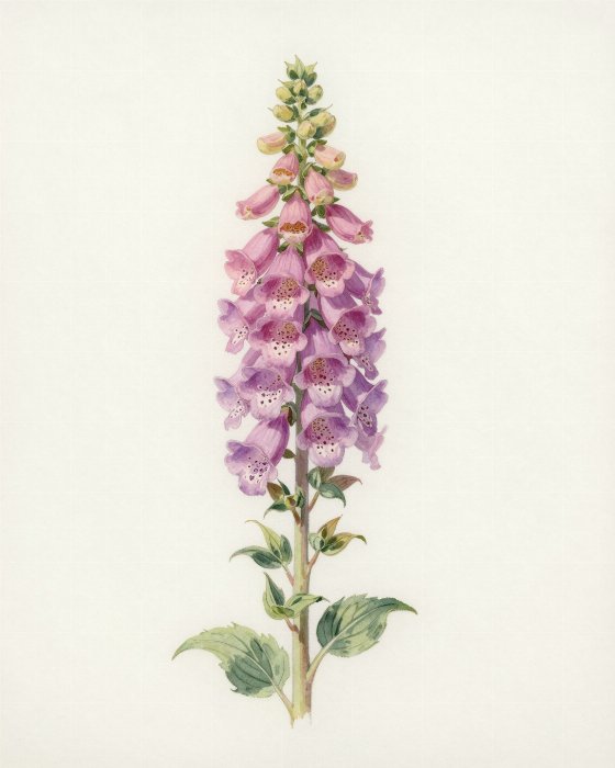 Foxglove Stem