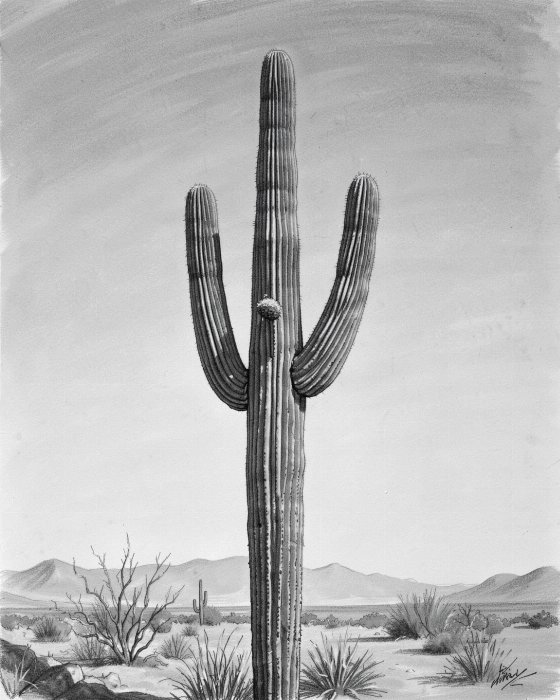 Silver Cactus