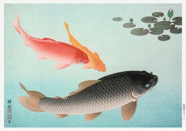 Common and Golden Carp