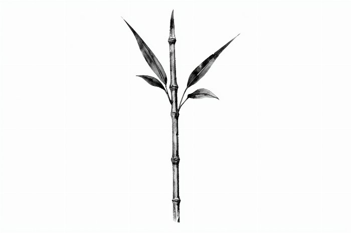 Bamboo Study