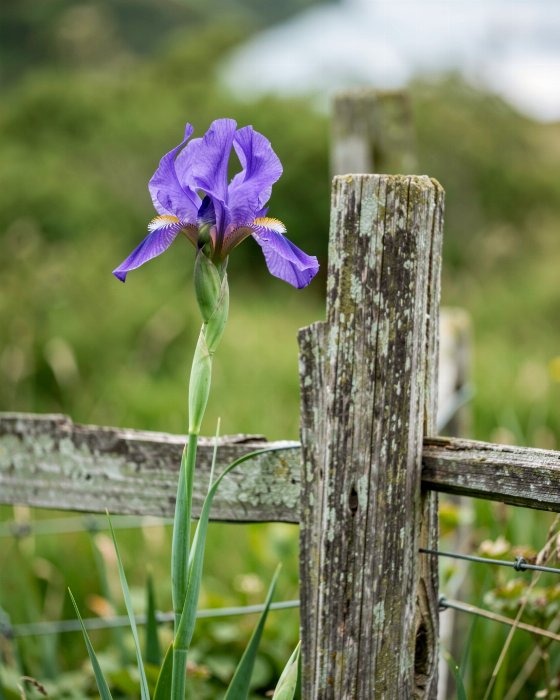 Iris Post