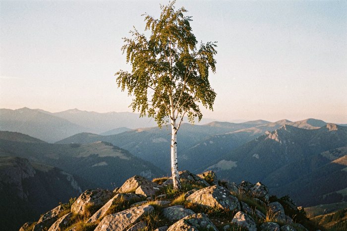 Golden Ridge