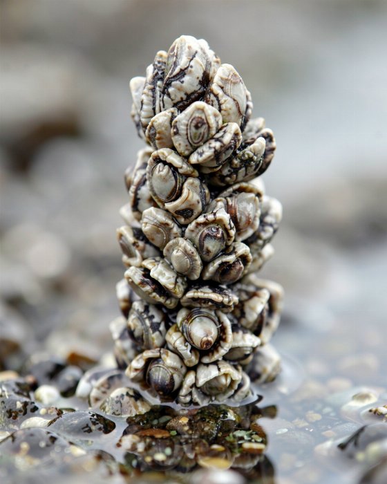 Barnacle Tower