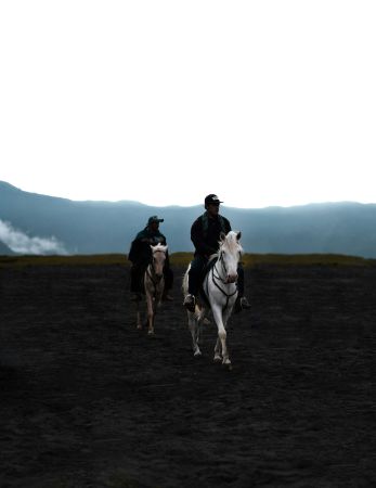 Powerful Equine Majesty