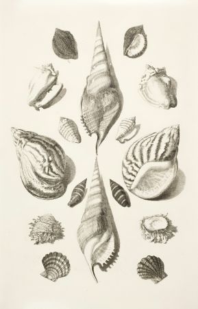 Seaside Shell Study