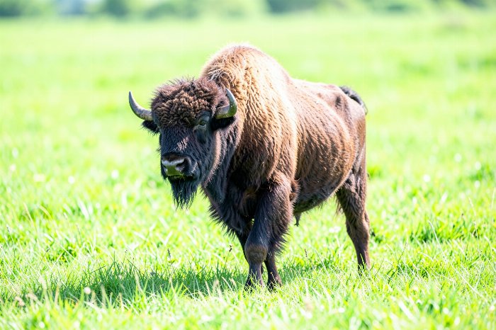 Spring Calf