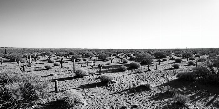 Low Sun Cacti
