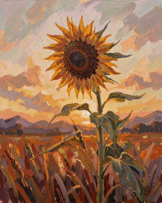 Evening Sunflower
