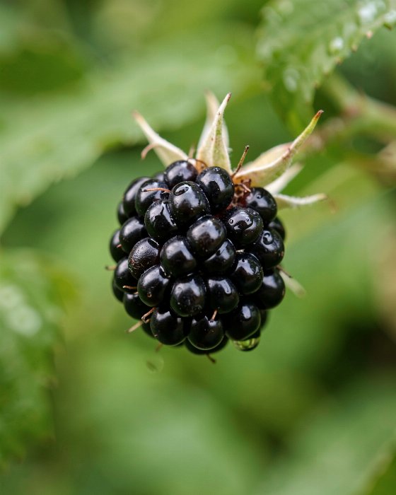 Hedge Jewel