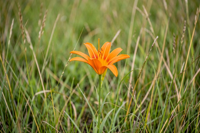 Prairie Glow