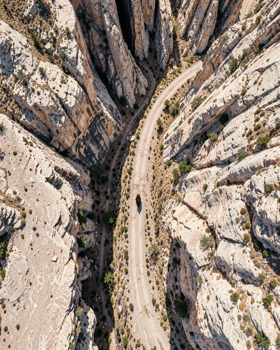 Canyon Bison