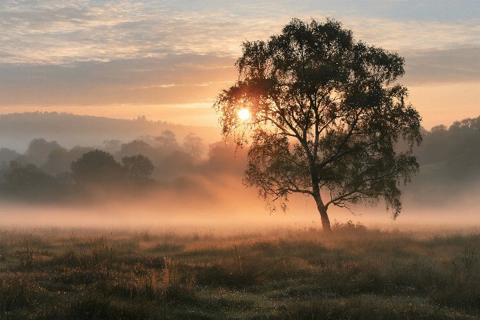 Sunrise Birch
