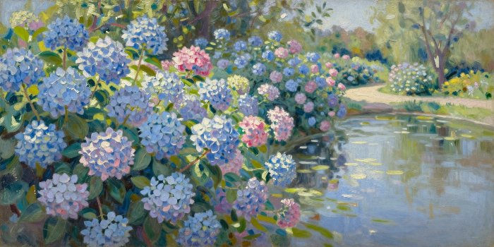 Sunlit Hydrangeas