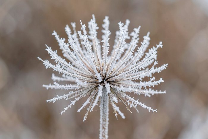 Frosted Seed