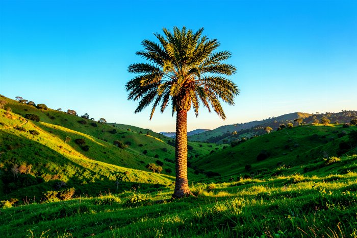 Golden Palm
