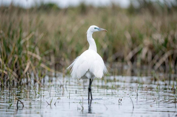 Wetland Grace
