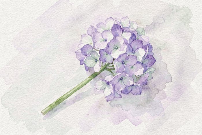 Lilac Bloom