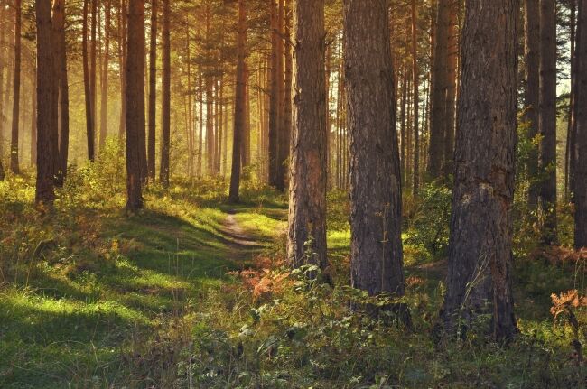 Trees & forest