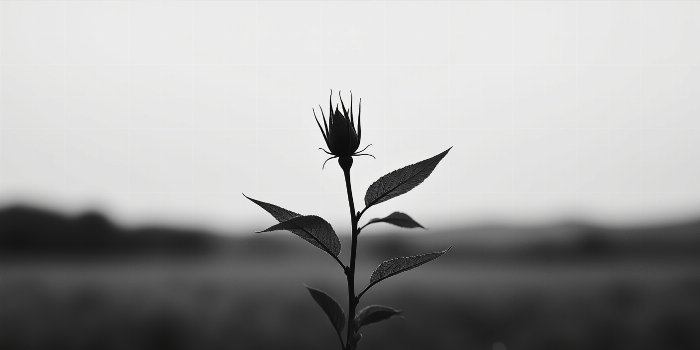 Rose Hip II
