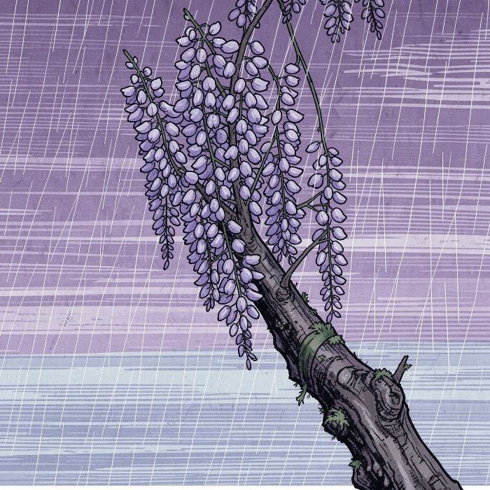 Wisteria Rain