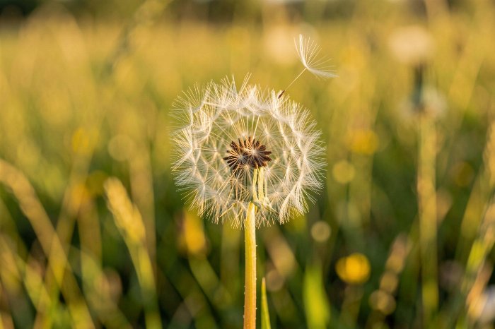 Dandelion Glow