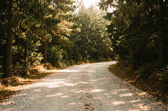 Forest Lane