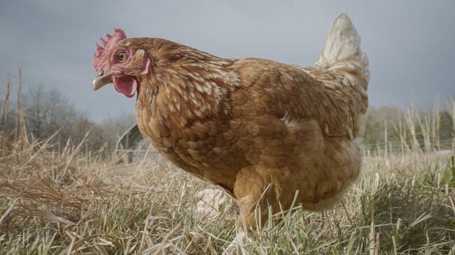 range hen farm chicken coop