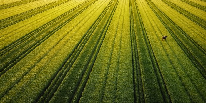 Sunlit Gallop