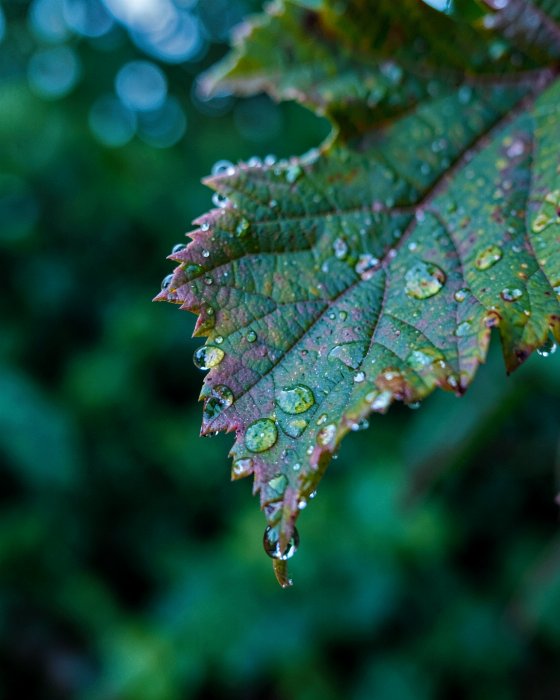 Dew Edge