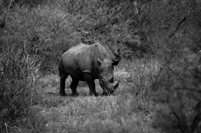 rhino image