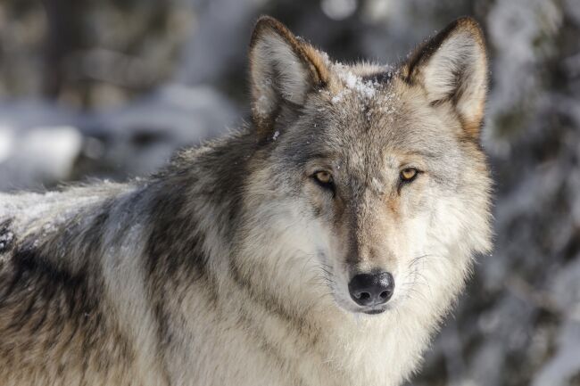 Wolf Portrait