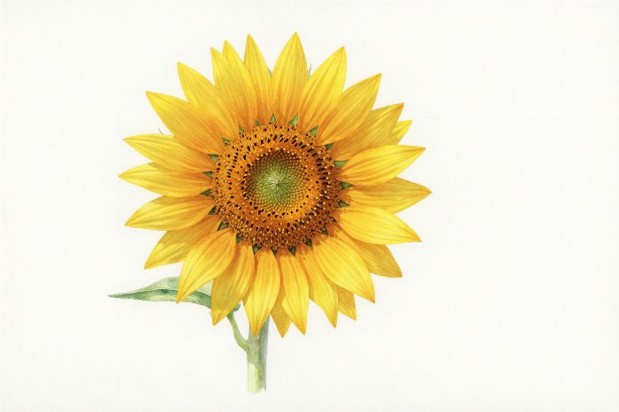 Warm Petals