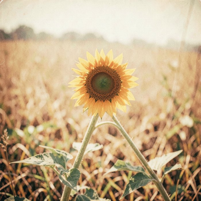 Sunlit Solitude