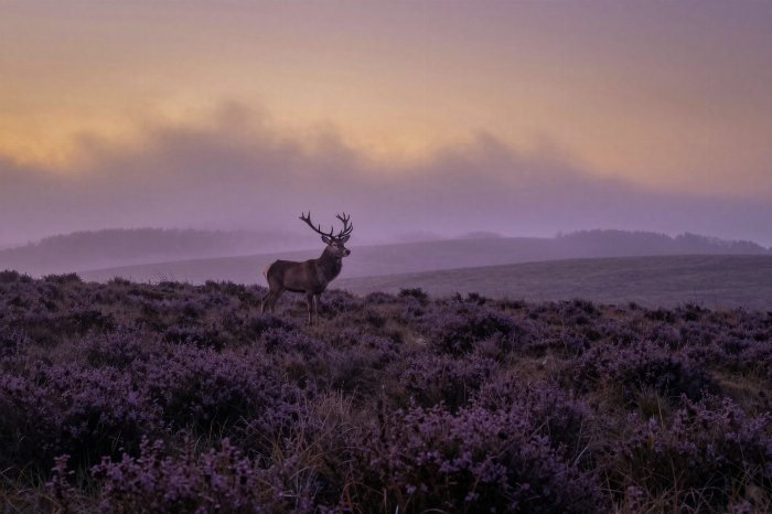 Heather Mist
