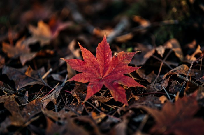 Crimson Fall