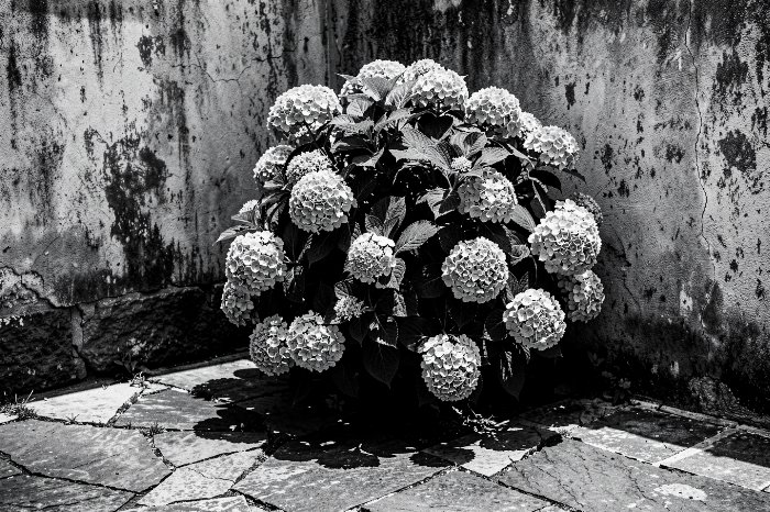 Raked Bloom