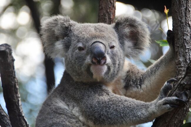 Koala 2 In Tree