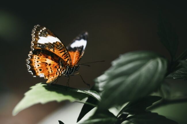 Closeup of a small tortoiseshell on a leaf