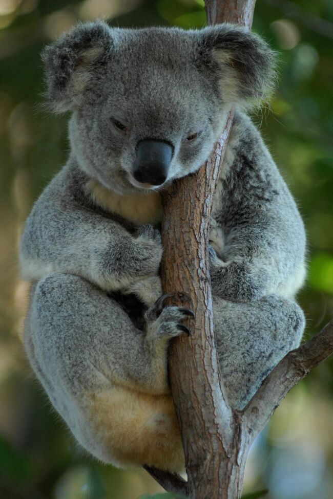 Koala Tree