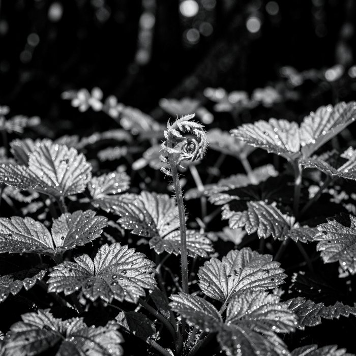 Woodland Dew