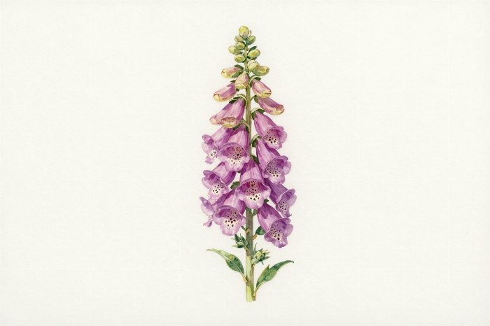 Bellflower Stem