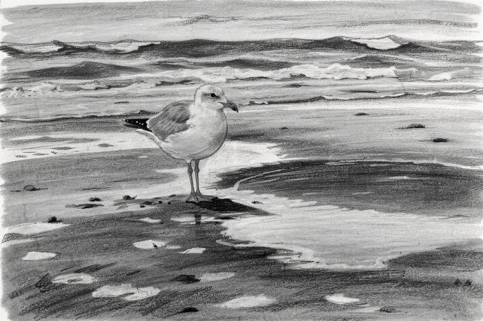 Grey Gull