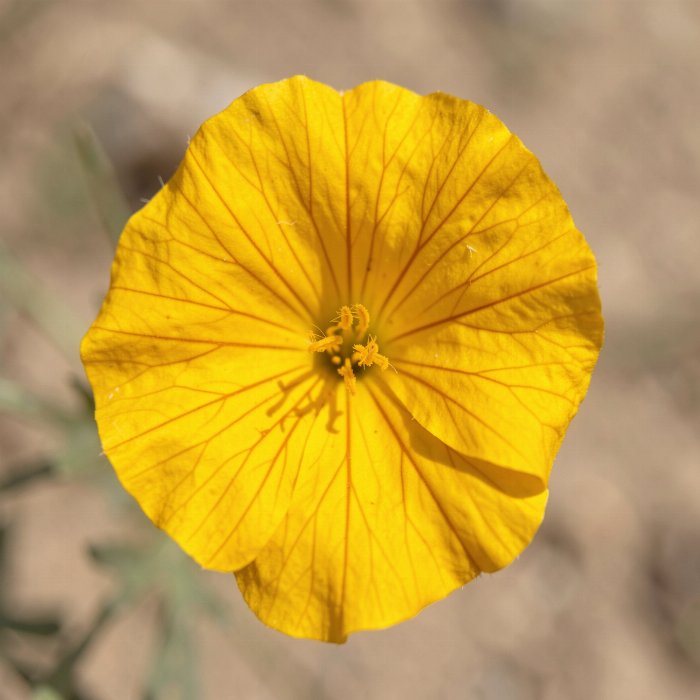 Marigold Veins