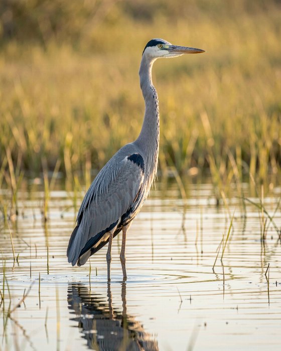 Tranquil Heron